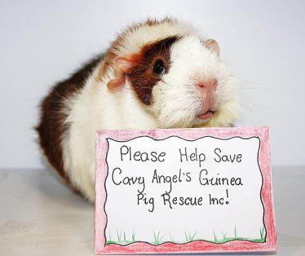 Cavy Angel's Guinea Pig Rescue
